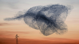 Beautiful Starling Murmuration