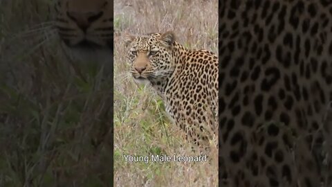 Kruger National Park Sightings Today 20/11/21 (Lions, Leopard, Kudu, etc) | #shorts