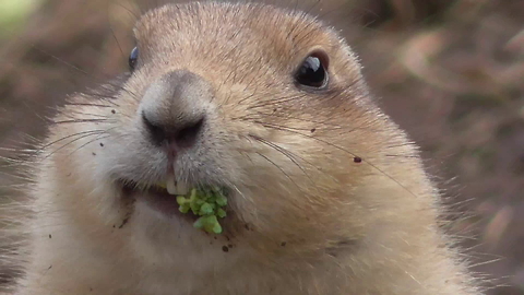 Funny prairie dog really enjoys his broccoli