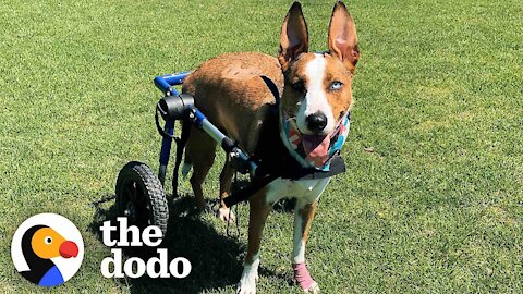 Dog Who Was Paralyzed Decides She's Going To Run Again