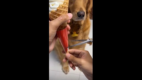 Funny dog ​​wants to eat ice cream