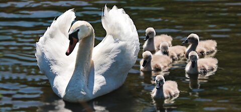 Adorable swan babies