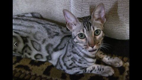 Introducing Cleo: Our Newly Adopted Baby Bengal Girl