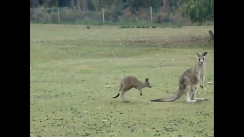 Baby Kangaroo Clips