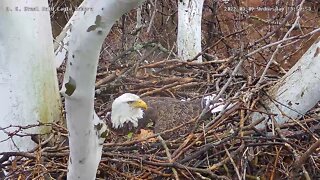 USS Eagles - Dad moving leaves around, closing gaps