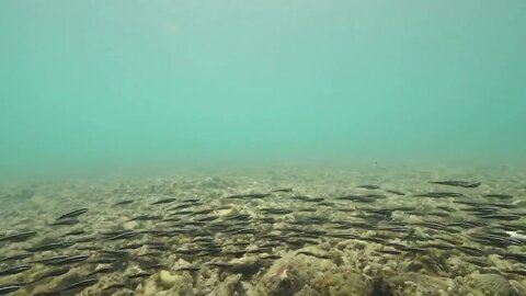 School of fish swimming underwater. Dead corals and sea shells