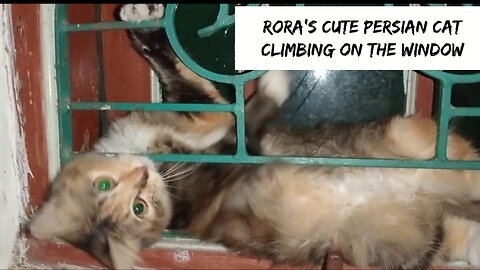 Rora's cute Persian cat climbing on the window