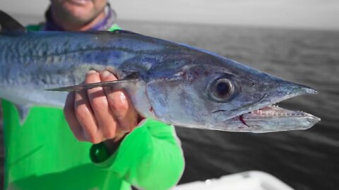 King Mackerel Trolling the Tampa Bay Shipping Channel Offshore