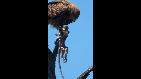 Eagle eats a monkey #wildlifemagictv#wildlifemagic#wildlife#wild#life#animals#nature#monkey