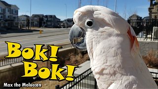 Cockatoo flawlessly clucks like a chicken