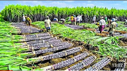 Growing and Harvesting Billions Tons of Sugarcane to make Sugar - Sugar Processing Line in Factory