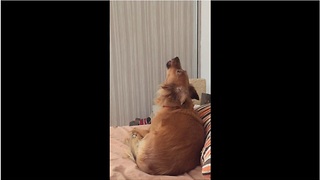 Dog Howls Along To Snooze Melody