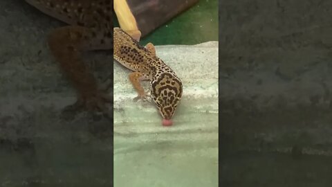 Leopard Gecko Drinking