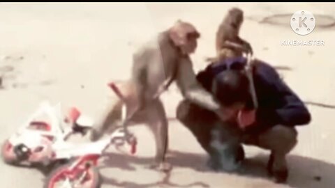 omg 😱 😱 monkey kill the man