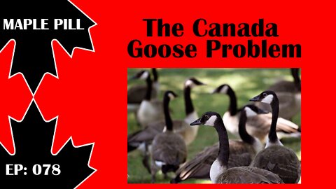 Maple Pill Ep 078 - The Canada Goose Problem