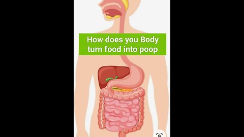 How does your body turn food into poop
