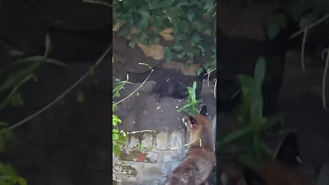 Mum has to move quickly after the den collapsed #cuteanimals #animalshorts #foxes #foxesofinstagram