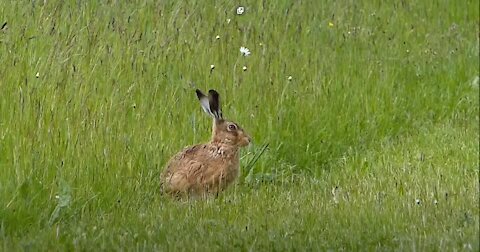 Close encounter with a Brown Hare