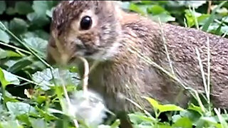 Rabbit Doing Yard Work