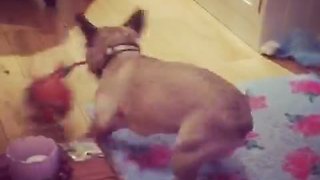 French Bulldog puppy loses it on new dog toy