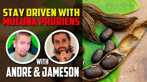 Increase Your Dopamine Levels With This Herbal Supplement | Mucuna Pruriens