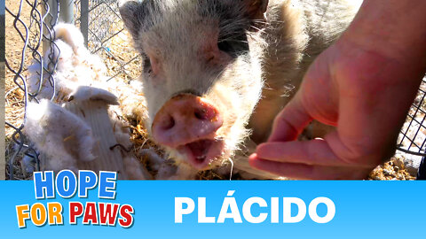 Owner wanted to shoot Plácido after he was attacked - A neighbor knew to call Hope For Paws!