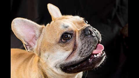 French Bulldogs - 5 Essential Facts Every Owner Must Know !