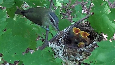 Devoted mother bird feeds her nest of newborn babies