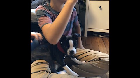 Boston Terrier puppy attack little boy with cuteness