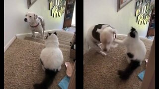 Dog faces his fears by crossing this territorial cat