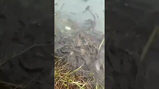 wow! so many fish😱