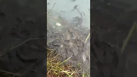 wow! so many fish😱