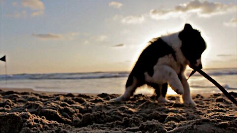 Cachorro jugando en la playa
