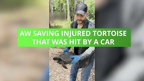 AW Saving Injured Tortoise That Was Hit By A Car