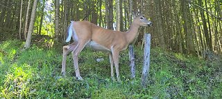 Mother deer comes without fawn