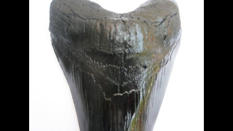 Megalodon Shark Tooth Replica 7 Inches Long Black