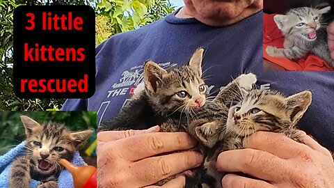 3 little kittens rescued: 1 disabled, 1 spicey and 1 sweet