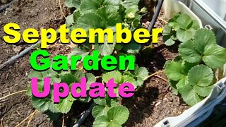 No. 729 – September 2nd Outdoor Garden Update