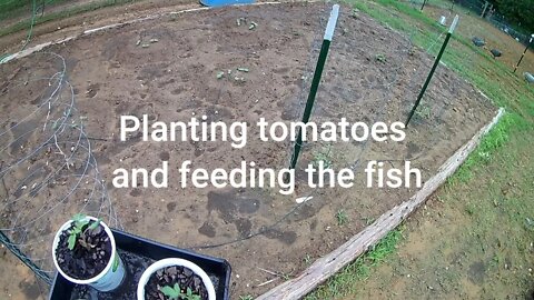 Planting tomatoes and feeding catfish.