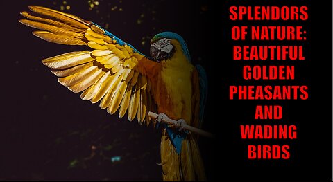 Splendors of Nature: Beautiful Golden Pheasants and Wading Birds