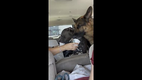 Pitbull and GSD enjoying starbies!