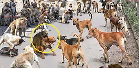 Mother Monkey Attacks 250 Dogs to Revenge Her Baby in India