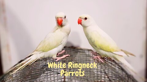 Playful parrots