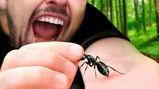 How to Survive a Bullet Ant Sting
