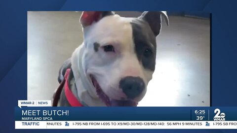 Butch the dog is up for adoption at the Maryland SPCA