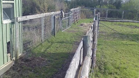 Corral Gate System & Hold Pens functionality explained. Handling Large Animals requires Planning...