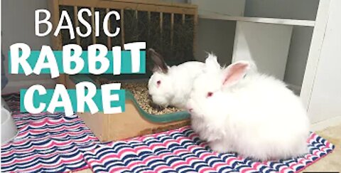 BASIC RABBIT CARE | rabbit care guide for beginners