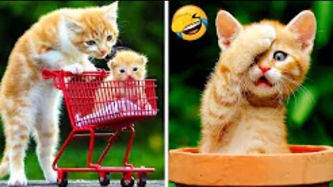Best Funny Animal Videos😂 - Funniest Dogs And Cats Videos 😃