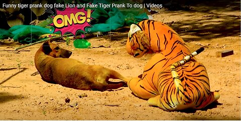 Funny tiger prank dog fake Lion and Fake Tiger Prank To dog #funnydog #funnydogvideo #funnyanimal