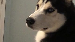 Husky literally cries tears when owner leaves home